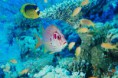 /album/fotogaleria-potapanie-snorchlovanie/lighthouse-reef-jpg/